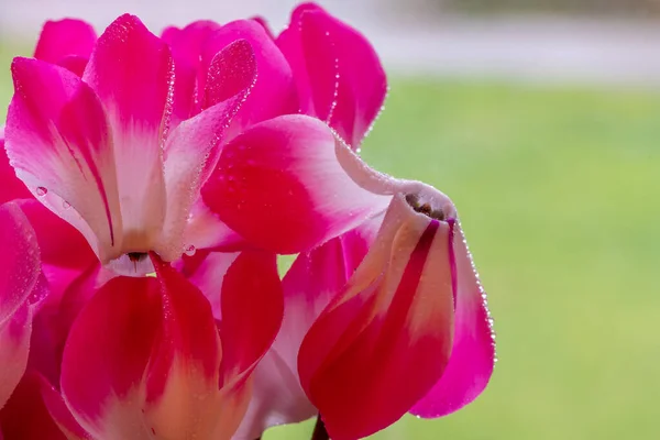 Gros Plan Des Fleurs Cyclamen Persicum Fleurs — Photo