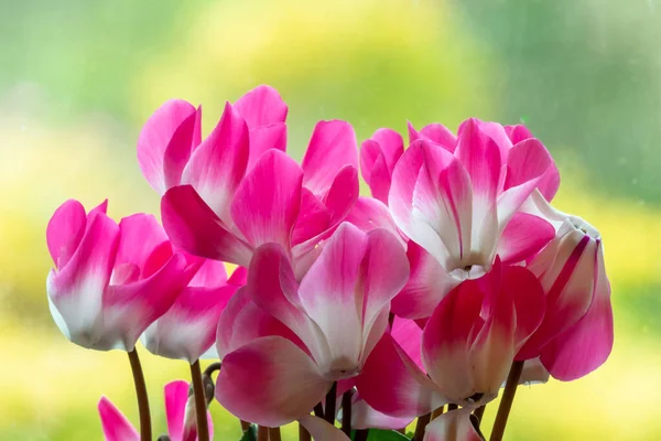 Close Cyclamen Persicum Flowers Bloom — Stock Photo, Image