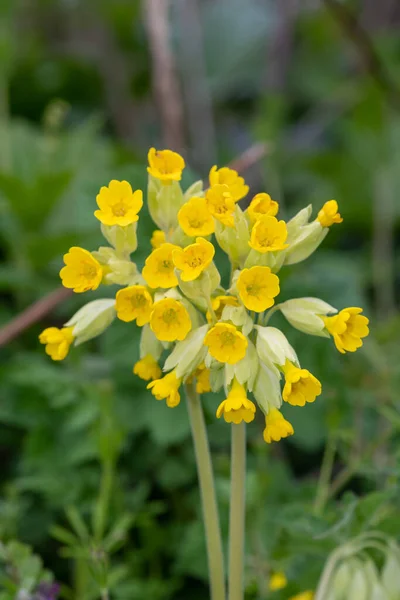 Close Van Gewone Koeienlippen Primula Veris Bloei — Stockfoto