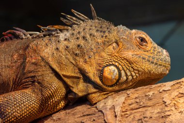 Esaret altındaki bir iguananın portresi