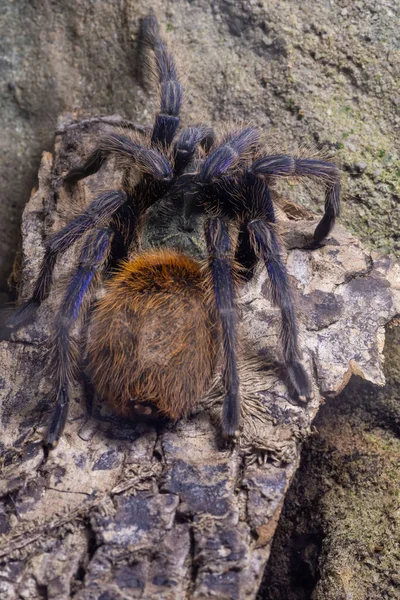 Gros Plan Une Tarentule Bleue Chromatopelma Cyaneopubescens Captivité — Photo