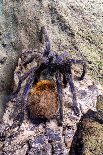 Close Uma Garrafa Verde Tarântula Azul Chromatopelma Cyaneopubescens Cativeiro — Fotografia de Stock