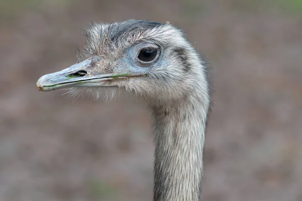 Head Shot Greater Rhea Rhea Americana — Stock Photo, Image