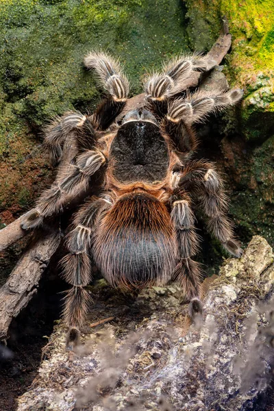 Close Van Een Bahia Scarlet Tarantula Lasiodora Klugi Gevangenschap — Stockfoto