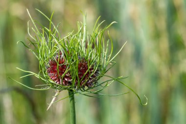 Bir yabani sarımsağı kapat (allium vineale) bitkisi