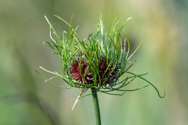 Κοντινό Πλάνο Ενός Φυτού Άγριων Σκόρδων Allium Vineale — Φωτογραφία Αρχείου