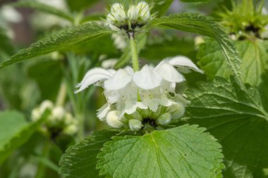Isırgan otunun (urtica dioica) çiçek açmasına yakın