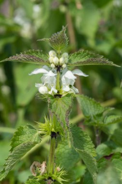 Isırgan otunun (urtica dioica) çiçek açmasına yakın