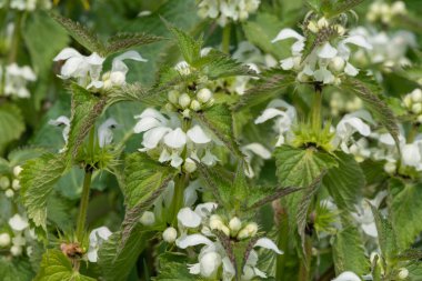 Isırgan otunun (urtica dioica) çiçek açmasına yakın