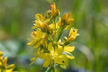 Çiçek açmış bir Saint Johns otunun (hypericum perforatum) kapağını kapat