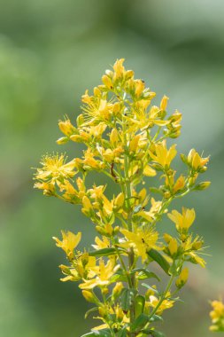 Çiçek açmış bir Saint Johns otunun (hypericum perforatum) kapağını kapat