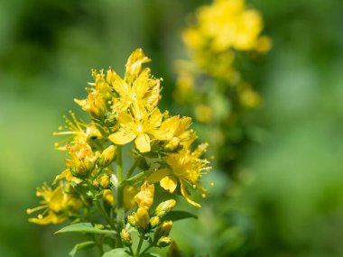Çiçek açmış bir Saint Johns otunun (hypericum perforatum) kapağını kapat