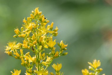 Çiçek açmış bir Saint Johns otunun (hypericum perforatum) kapağını kapat