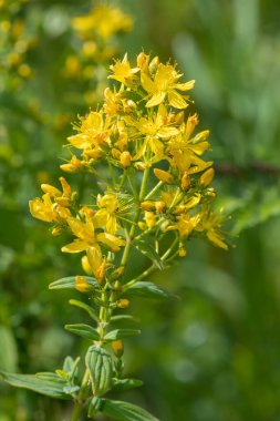 Çiçek açmış bir Saint Johns otunun (hypericum perforatum) kapağını kapat