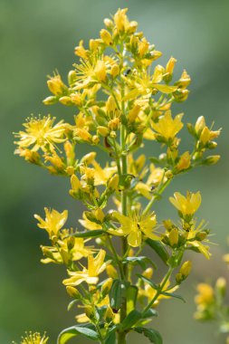 Çiçek açmış bir Saint Johns otunun (hypericum perforatum) kapağını kapat