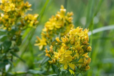 Çiçek açmış bir Saint Johns otunun (hypericum perforatum) kapağını kapat