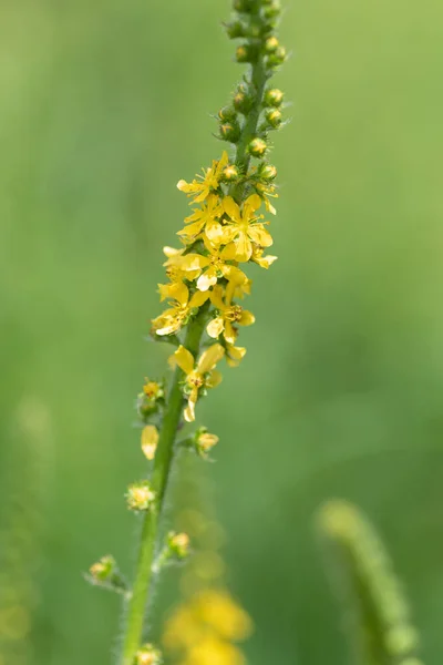 Close Uma Planta Sticklewort Agrimonia Eupatoria Flor — Fotografia de Stock