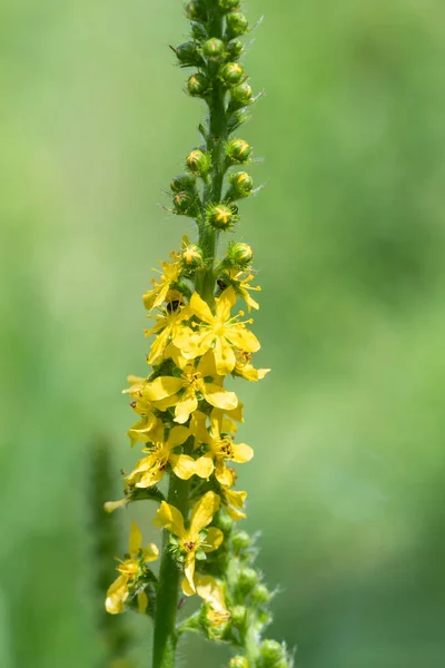 Primer Plano Planta Sticklewort Agrimonia Eupatoria Flor — Foto de Stock
