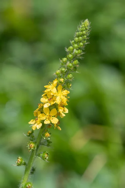 Zbliżenie Rośliny Ostroboka Agrimonia Eupatoria Rozkwicie — Zdjęcie stockowe