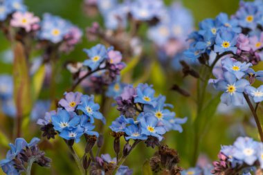 Macro shot of forget me no toots (myosotis) in bloom.