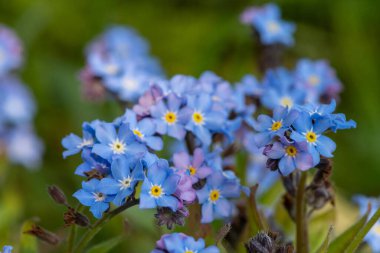 Macro shot of forget me no toots (myosotis) in bloom.