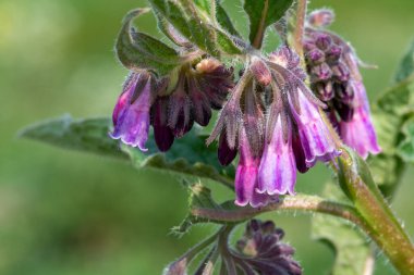 Çiçek açan Comfrey (simphytum officinale) makro çekimi