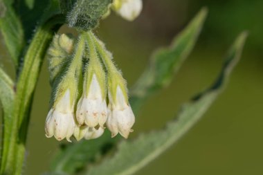 Çiçekler çiçek açtığında (simfizum officinale) ortak comfrey yakın çekim
