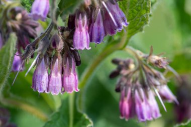 Çiçek açan Comfrey (simphytum officinale) makro çekimi