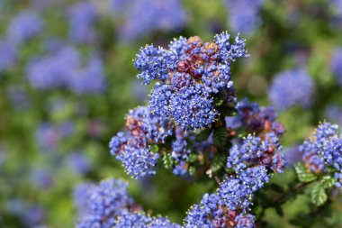 Kaliforniya leylağının çiçeklerini kapat (deniz anası)