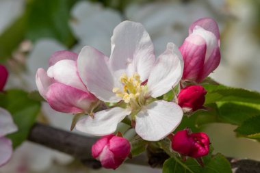 Çiçek açmış elma çiçeğinin makro çekimi.