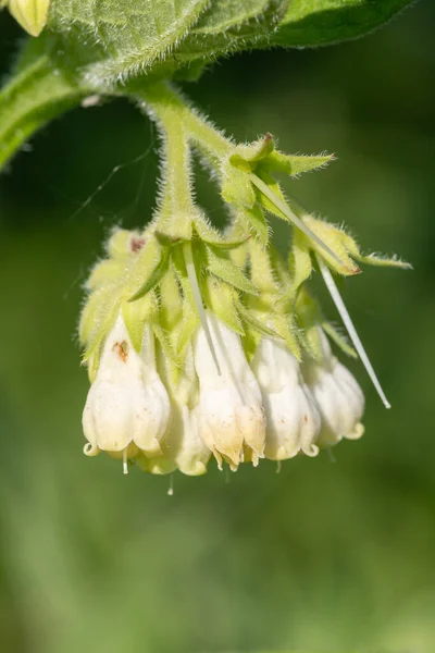 Primer Plano Consuelda Común Symphytum Officinale Flores Flor — Foto de Stock