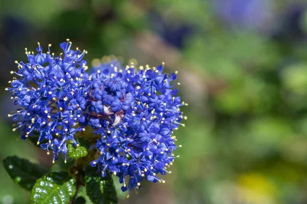 Detailní Záběr Květin Kalifornském Šeříku Ceanothus — Stock fotografie