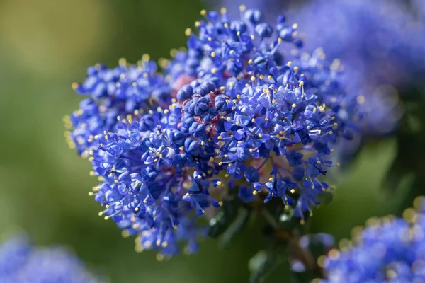 Detailní Záběr Květin Kalifornském Šeříku Ceanothus — Stock fotografie