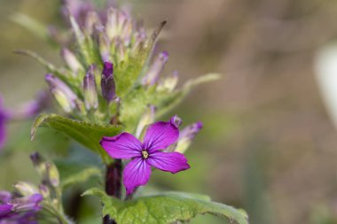 Çiçek açan bir dürüstlük (Ay ışığı) çiçeğine yaklaş