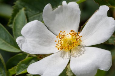 Çiçek açmış bir köpek gülünün (rosa canina) yakınında