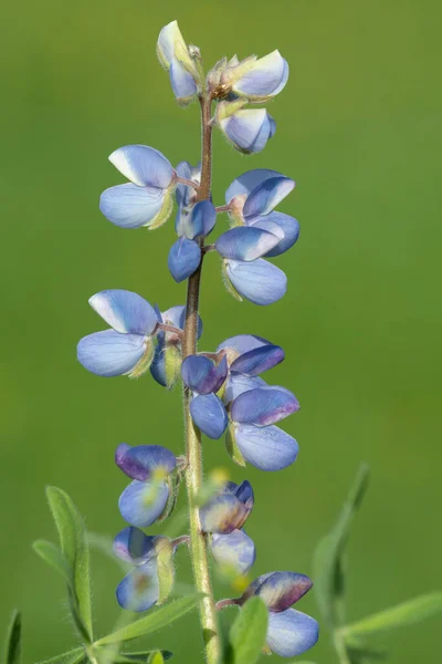 Gros Plan Une Fleur Lupin Sauvage Lupinus Perennis Fond Vert — Photo