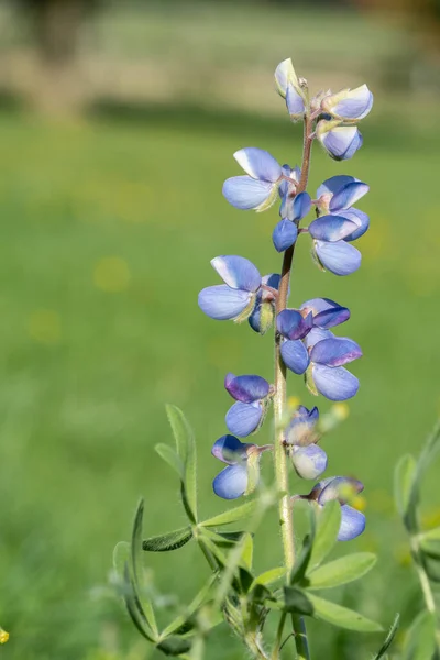 Gros Plan Une Fleur Lupin Sauvage Lupinus Perennis Fond Vert — Photo