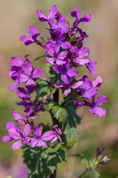 Gros Plan Une Fleur Honnêteté Lunaria Annua Fleurs — Photo