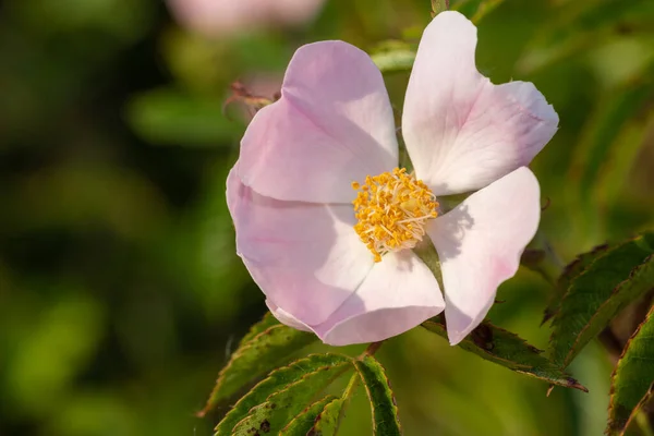 Primer Plano Una Rosa Perro Rosa Canina Flor —  Fotos de Stock