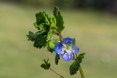 Yaygın bir Speedwell (veronica arvensis) makro çekimi