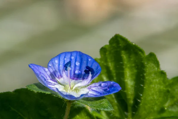 Makro Skott Vanlig Speedwell Veronica Arvensis Blomma — Stockfoto