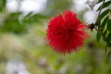 Bir pudra ponponu (calliandra) çiçeğine yaklaş
