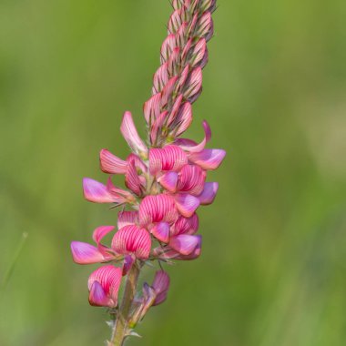Çiçek açan yaygın bir azize çiçeğinin (onobrychis viciifolia) kapanışı