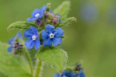 Çiçeklerin her zaman yeşil olan bir buglosunu kapat (pentaglottis semoervirens)
