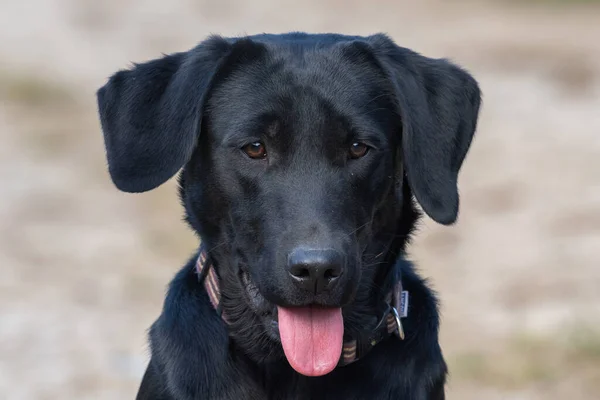 Foto Cabeça Filhote Cachorro Labrador Preto Bonito — Fotografia de Stock