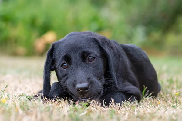 Portrait Week Old Black Labrador Relaxing Grass — Stock Photo, Image