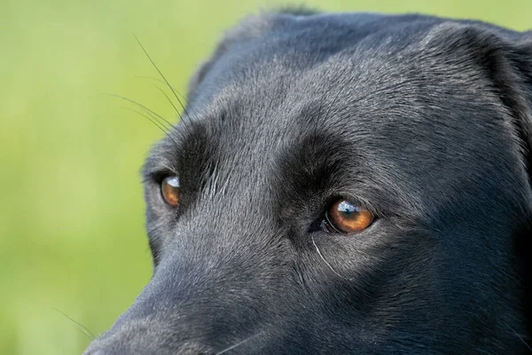 一只可爱的黑色拉布拉多犬的近照 — 图库照片
