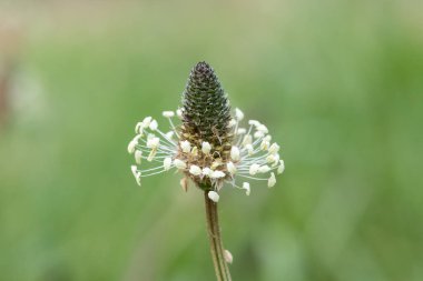 Dar yapraklı bir bitkinin makro görüntüsü (bitkisel lanceolata)