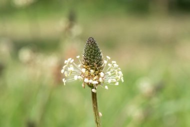 Bir kaburga otunun makro çekimi (bitkisel lanceolata) bitkisi