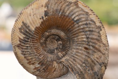 Bir amonit fosiline yakın çekim